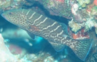  Mycteroperca tigris (Tiger Grouper)